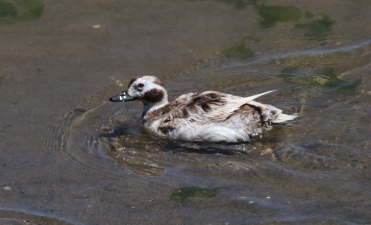 Long-tailed Duck - Chris Overington