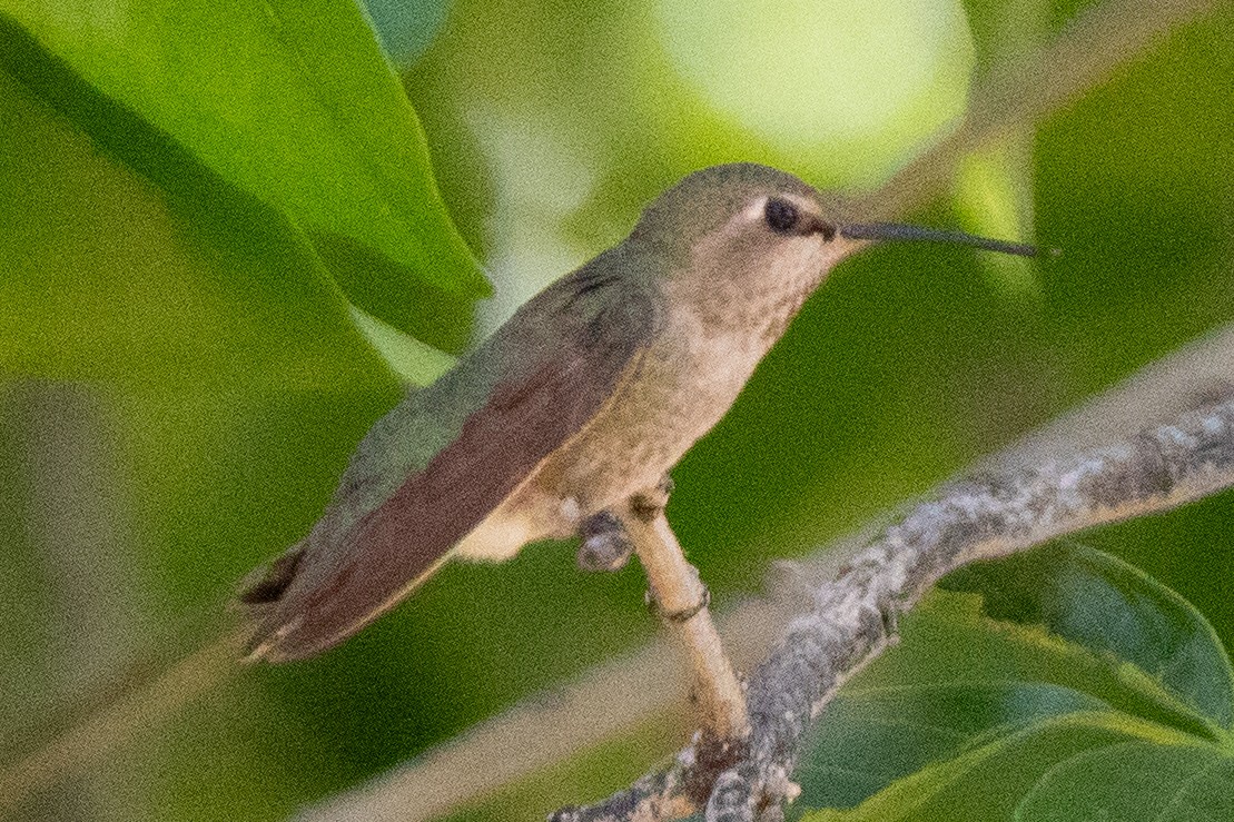 Black-chinned Hummingbird - ML621152622