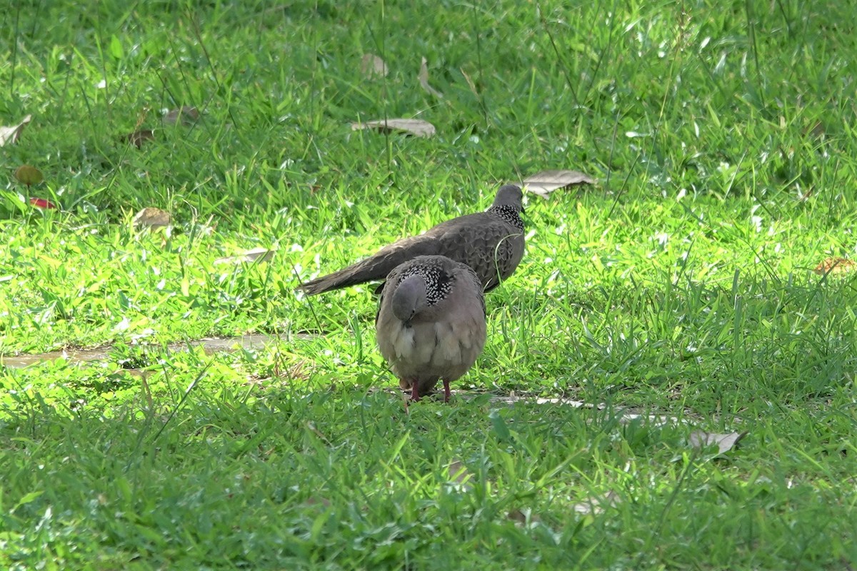 Spotted Dove - ML621152639