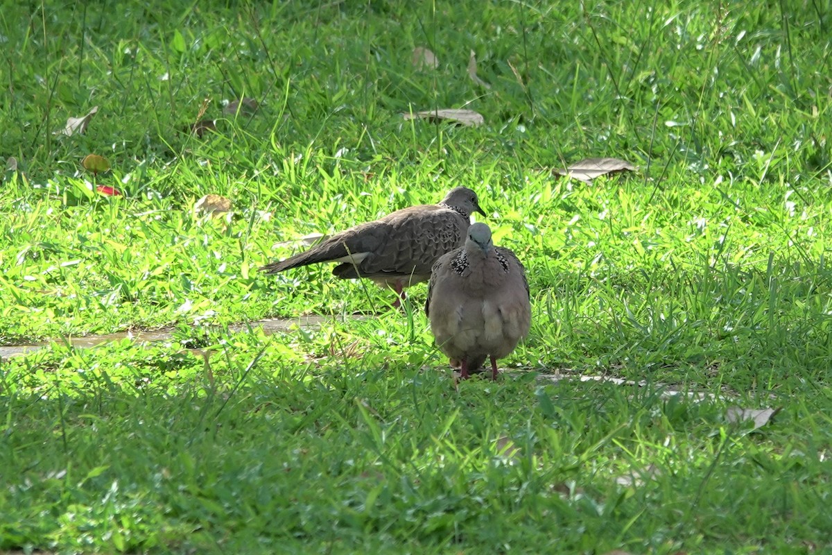 Spotted Dove - ML621152640