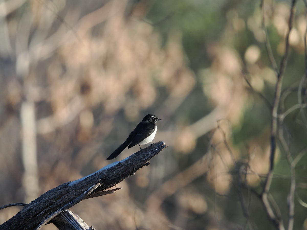 Willie-wagtail - ML621152705