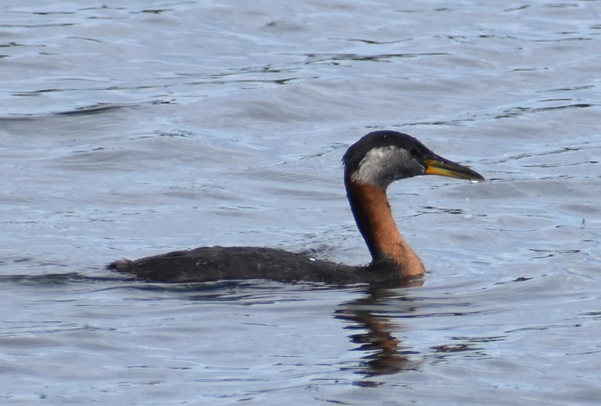 Red-necked Grebe - ML621152719