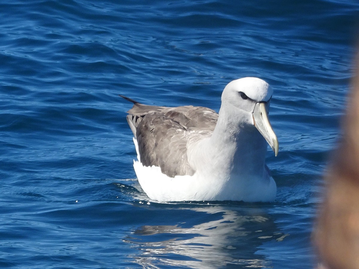 albatros snarský - ML621152722