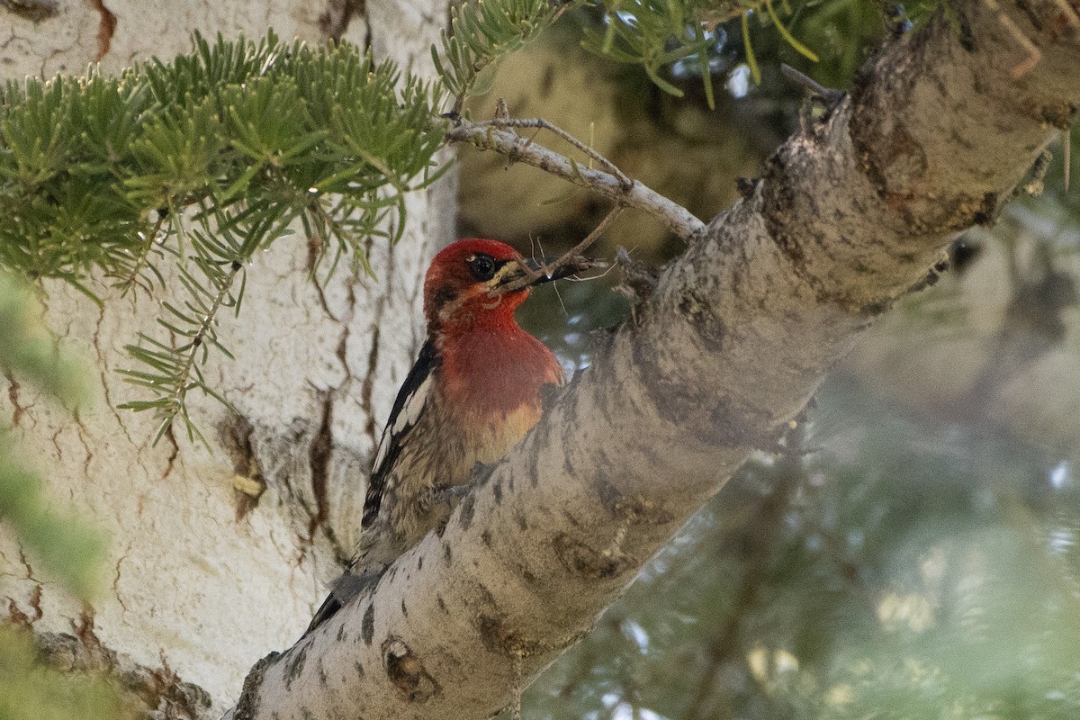 Red-breasted Sapsucker - ML621152723