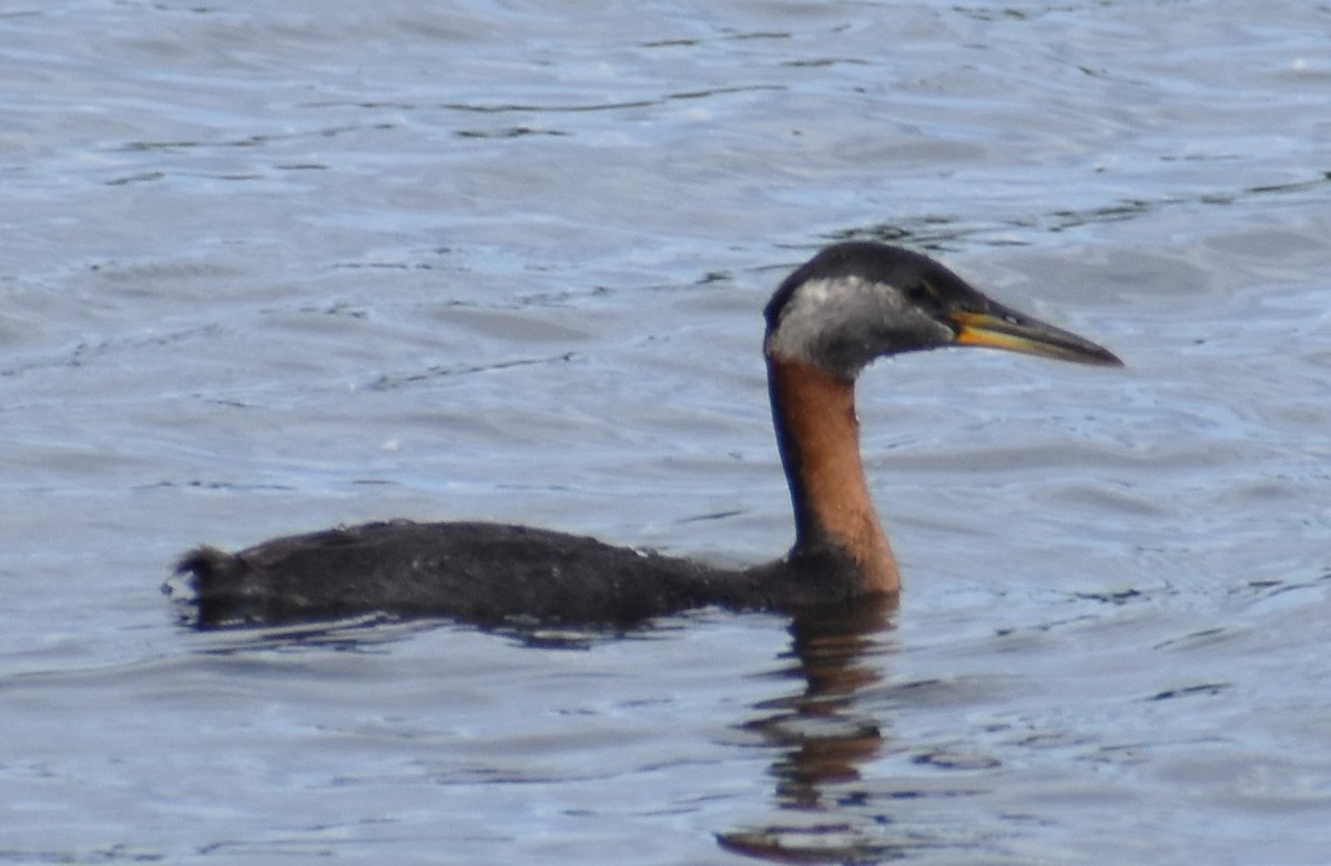 Red-necked Grebe - ML621152724