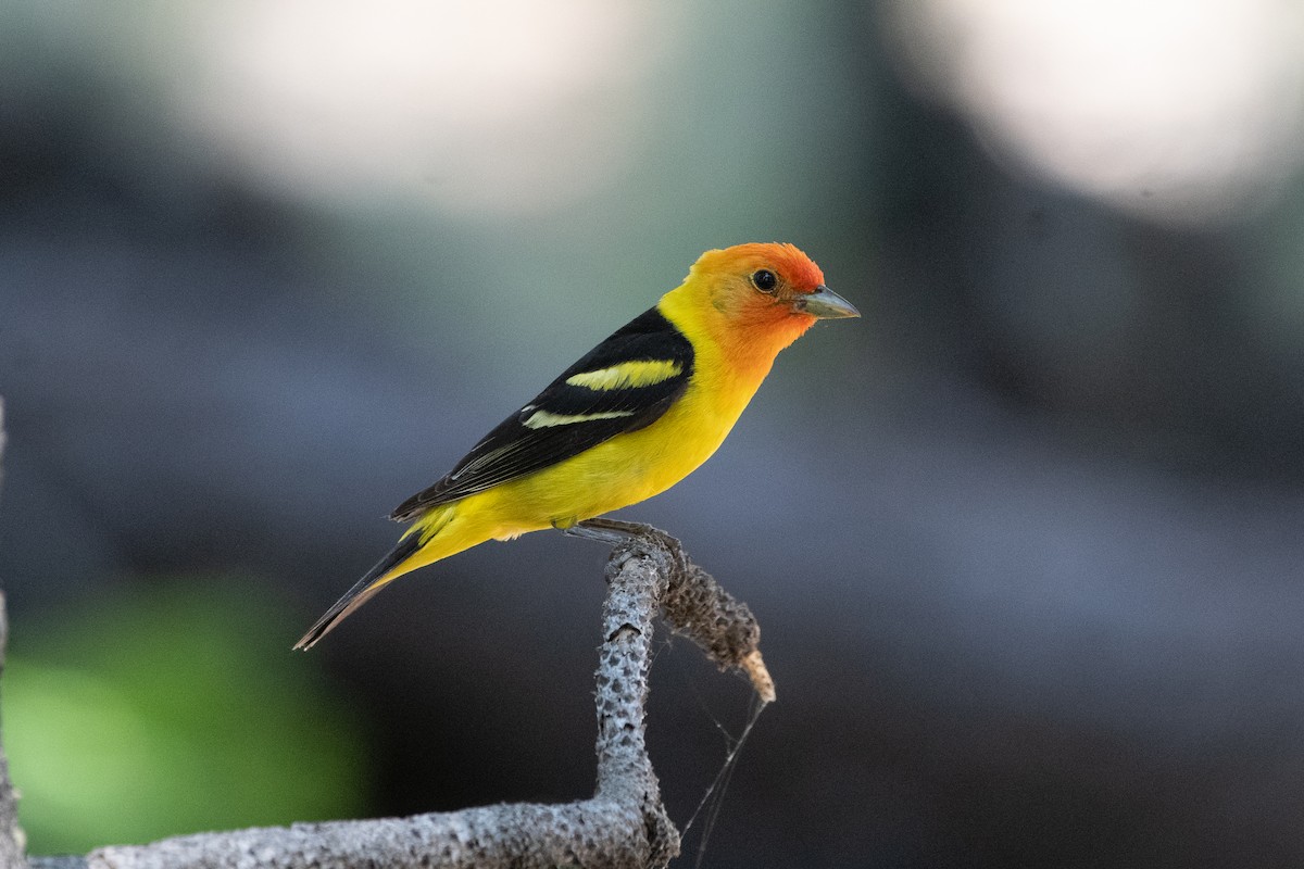 Western Tanager - ML621152727