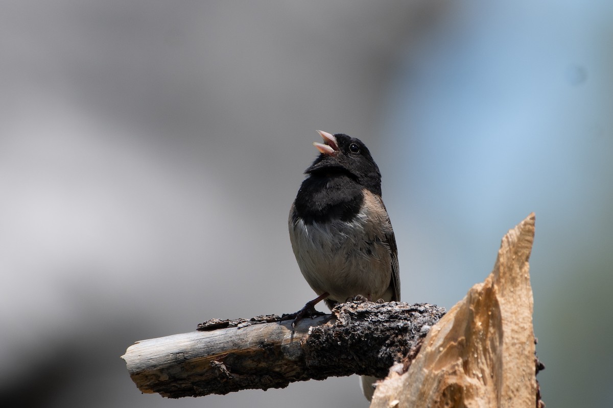 Junco ardoisé - ML621152773