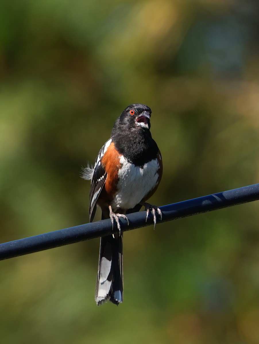 Spotted Towhee - ML621152791