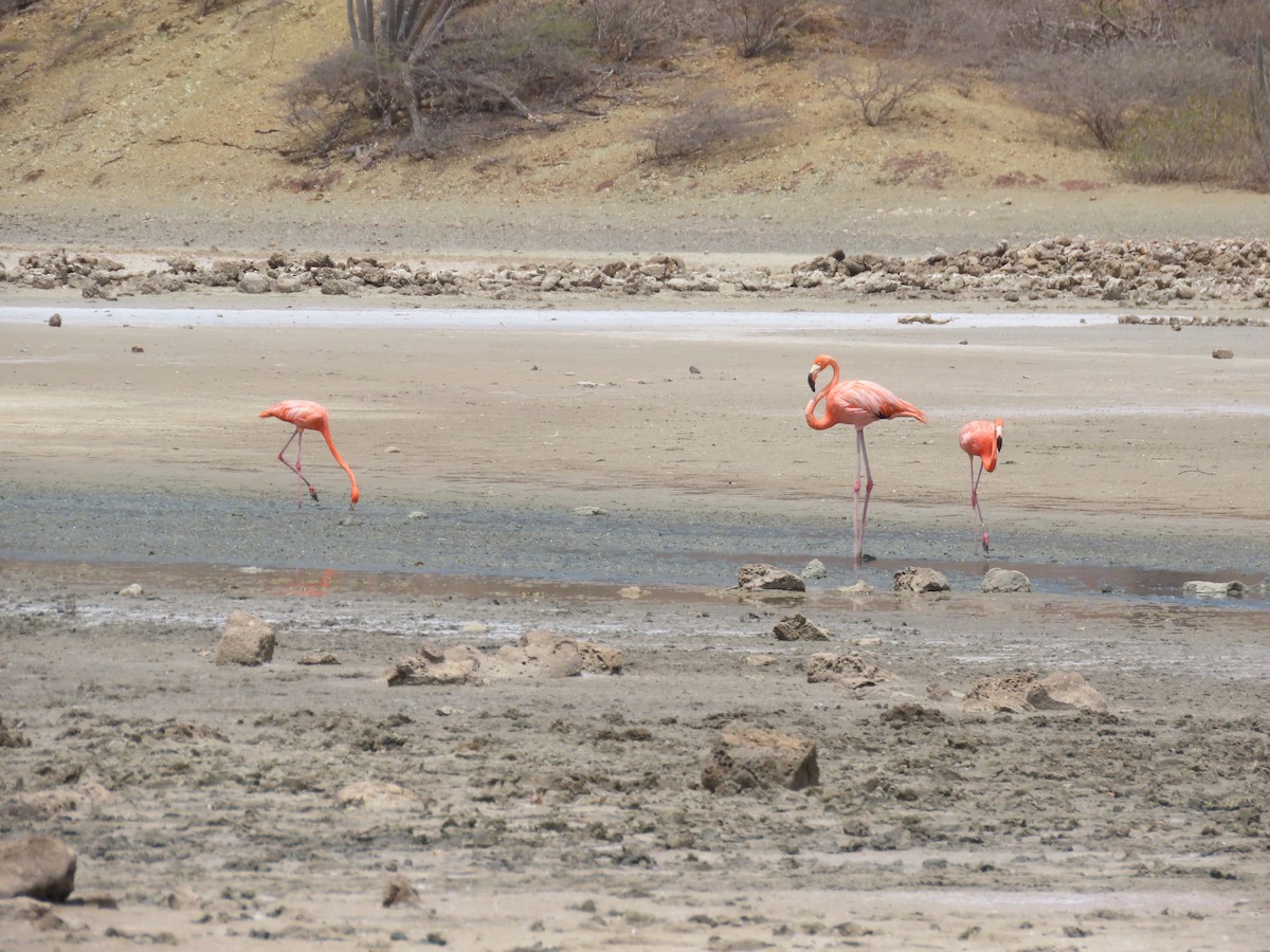 American Flamingo - robert wellens