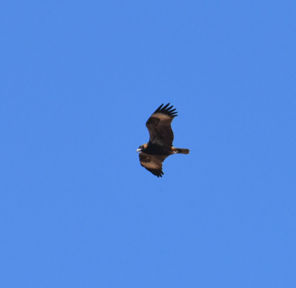 Black-breasted Kite - ML621152810