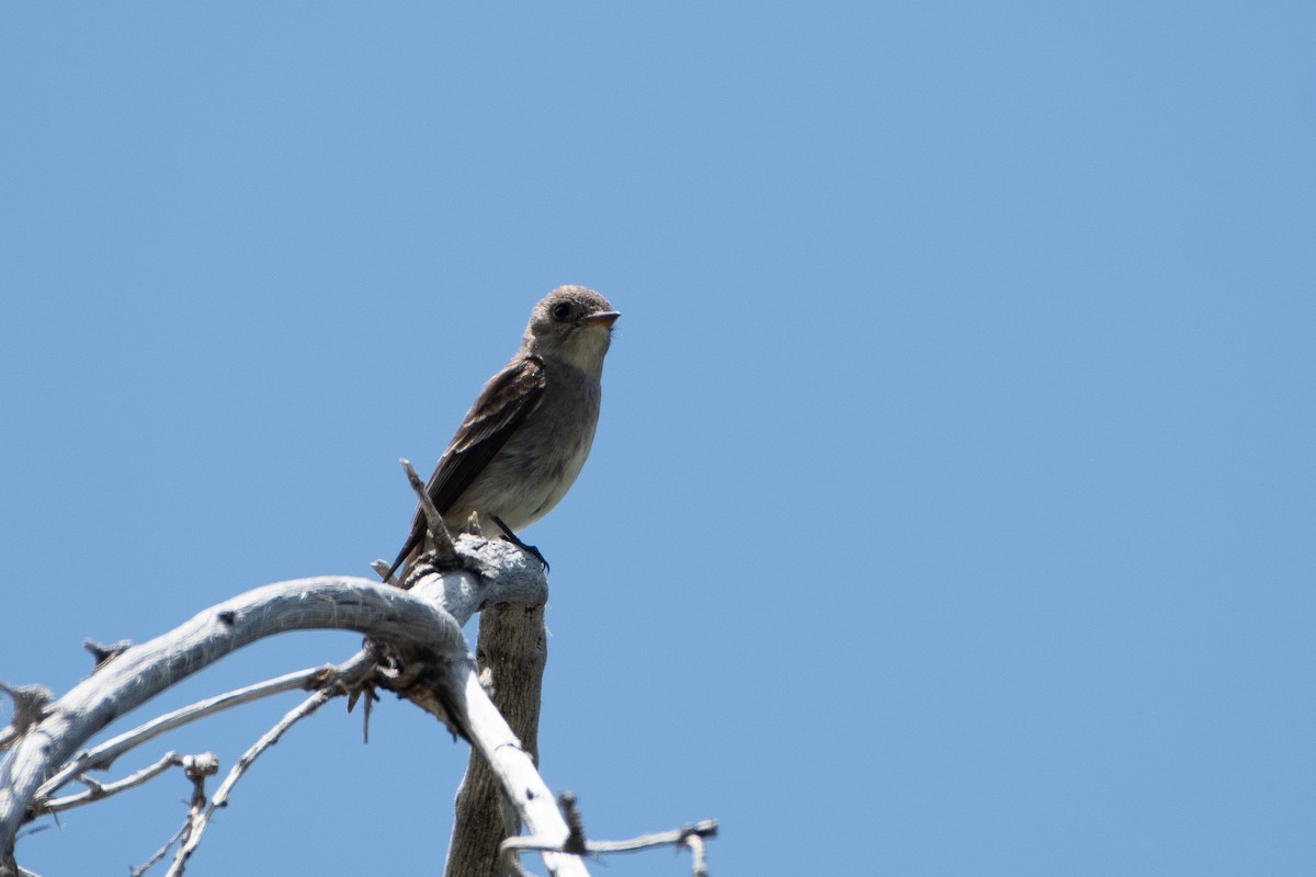 Dusky Flycatcher - ML621152811