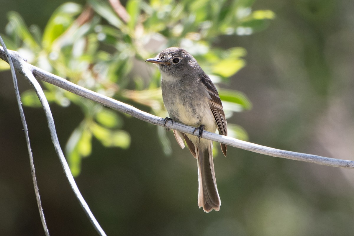 Dusky Flycatcher - ML621152812