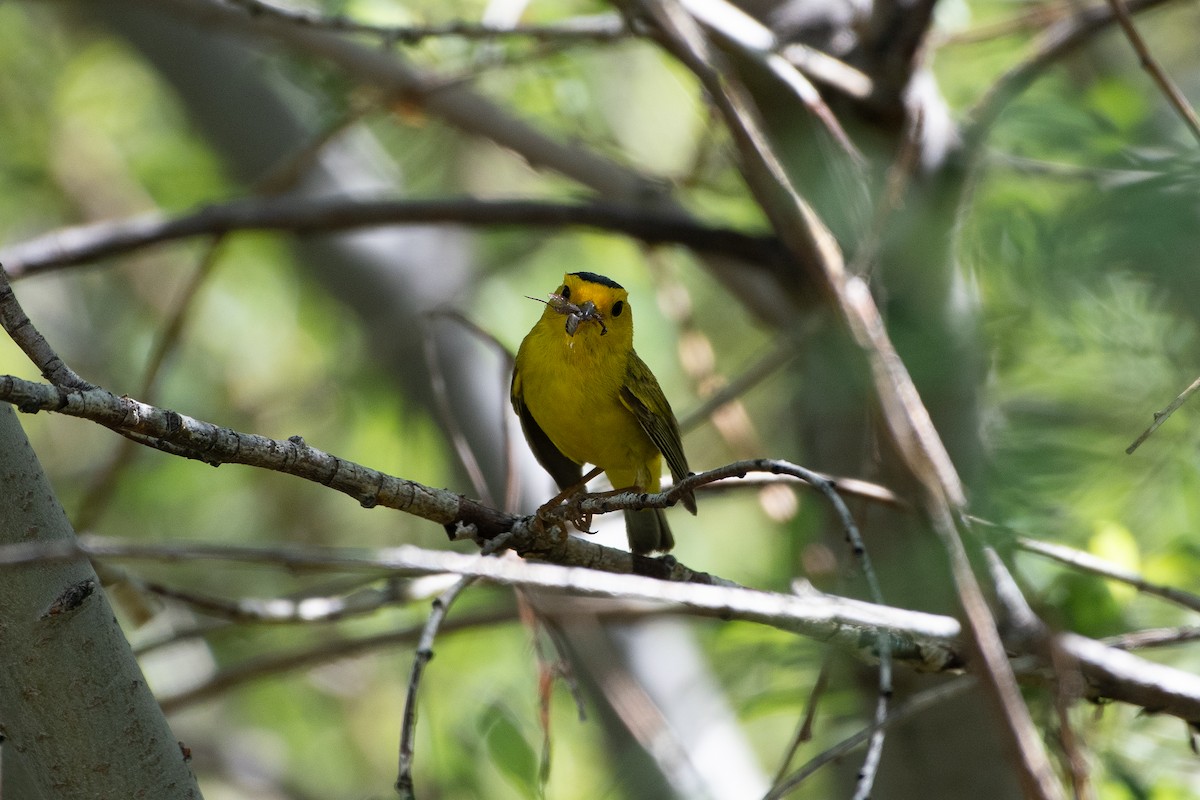 Wilson's Warbler - ML621152815