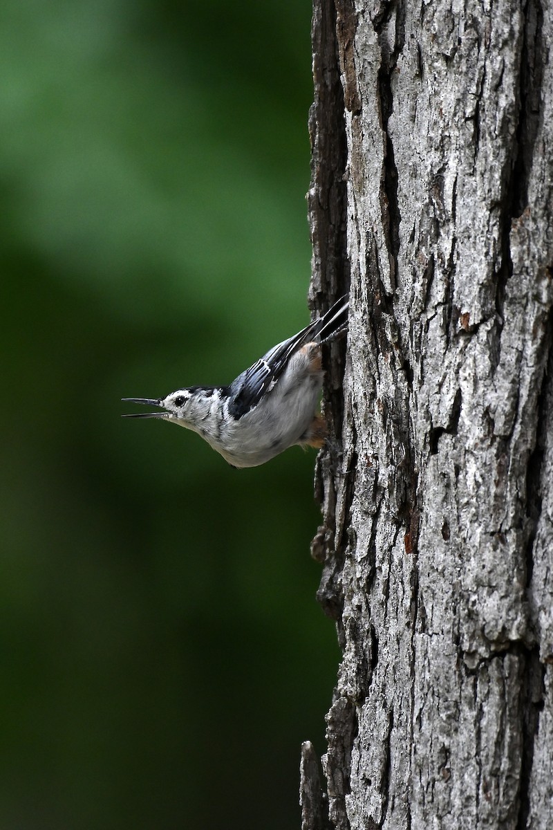 White-breasted Nuthatch - ML621152823