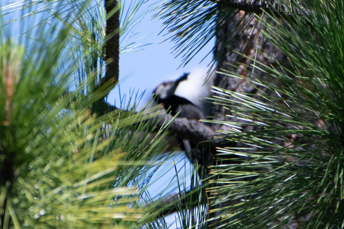White-headed Woodpecker - ML621152825