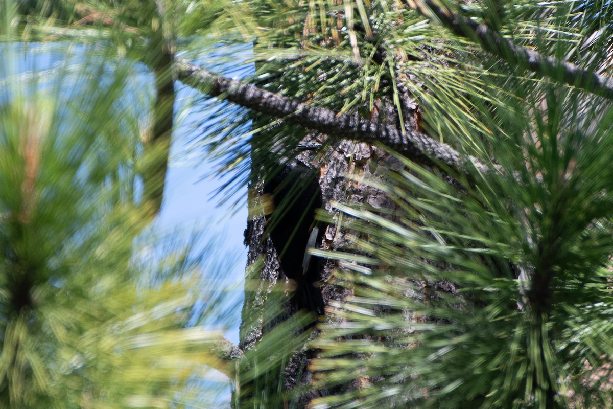 White-headed Woodpecker - ML621152826