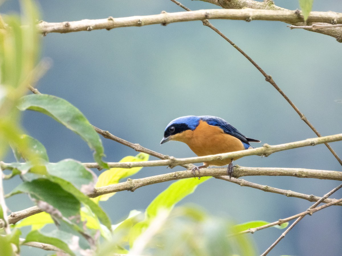 Fawn-breasted Tanager - ML621152830