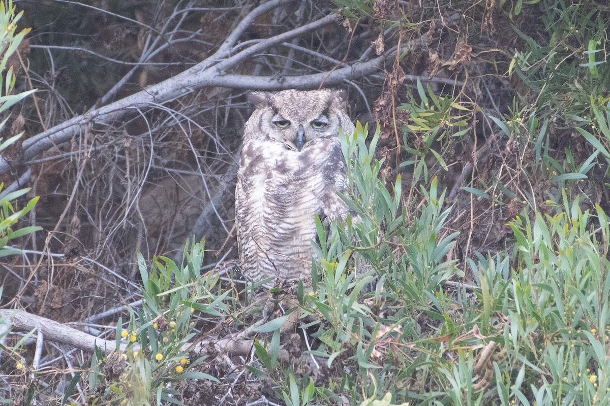 Great Horned Owl - ML621152856