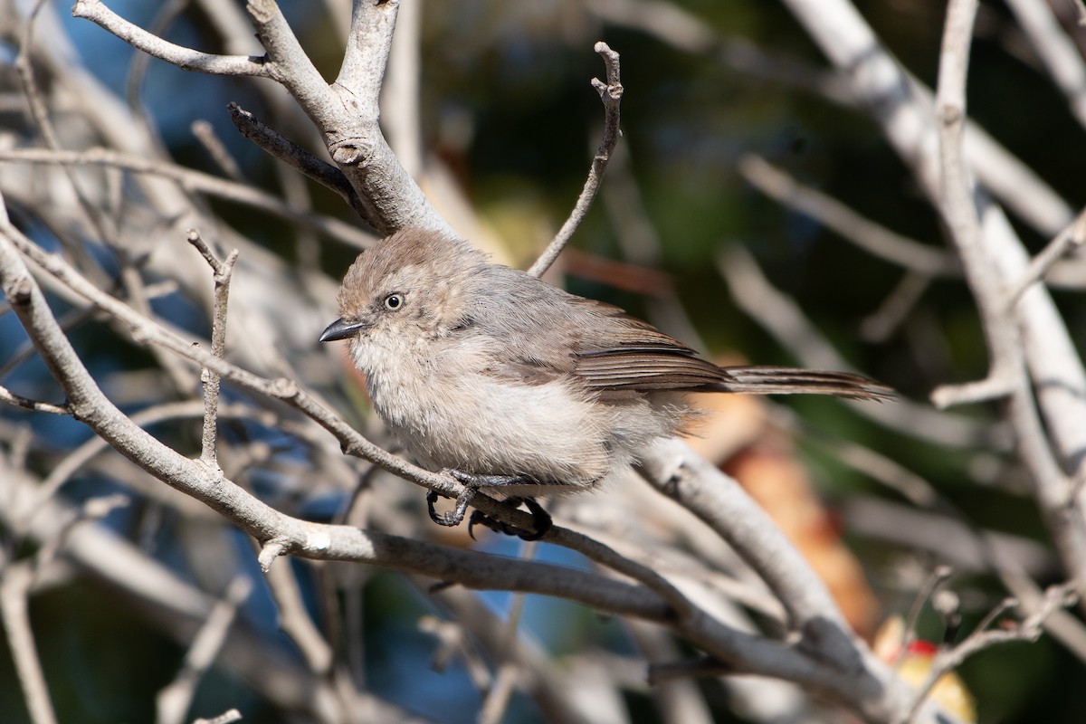 Bushtit - ML621152865