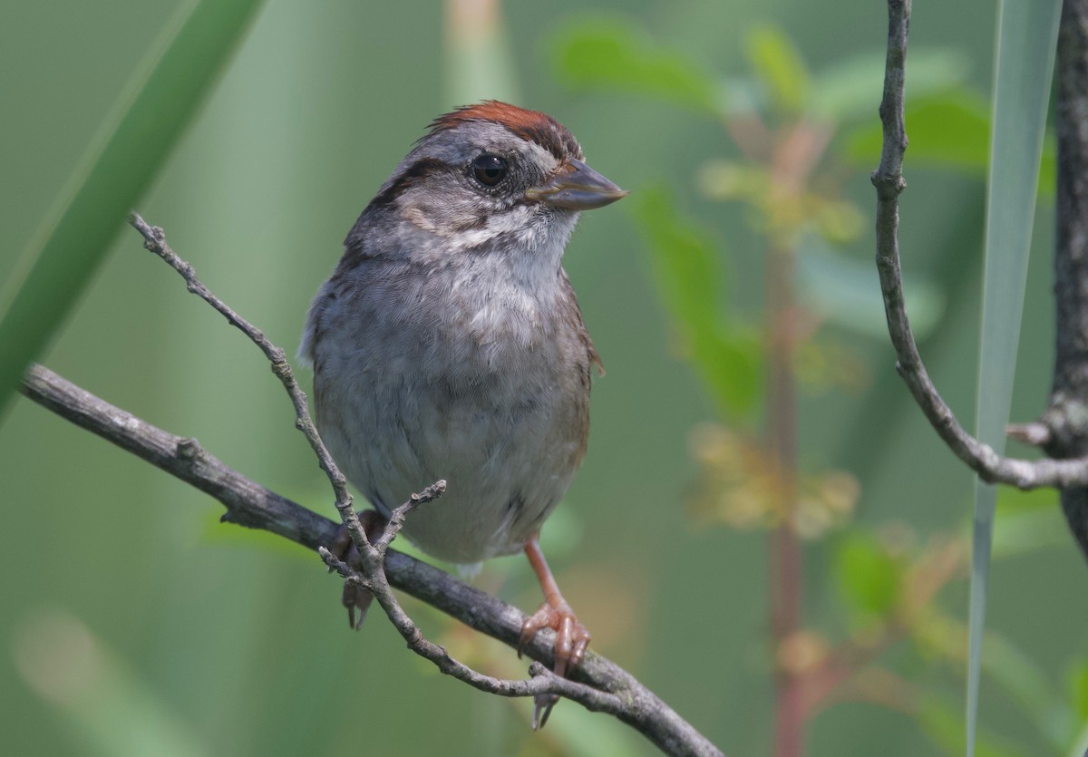 Swamp Sparrow - ML621152870