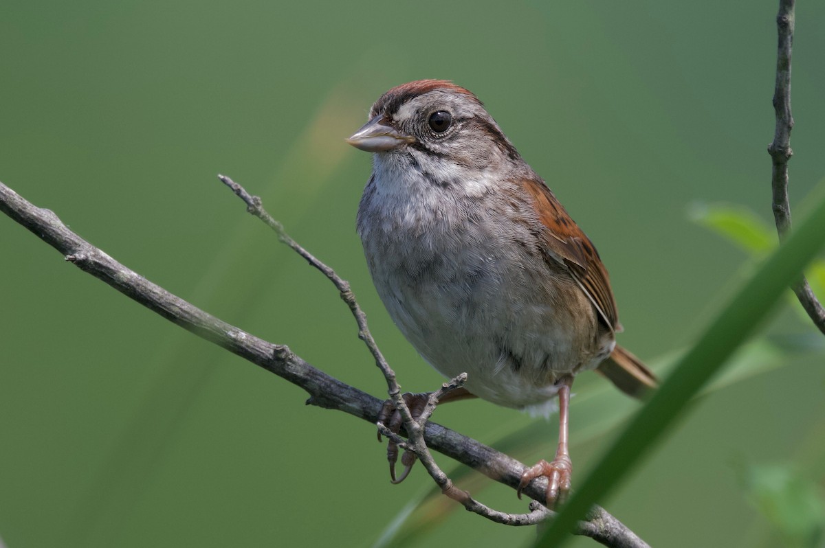 Swamp Sparrow - ML621152871