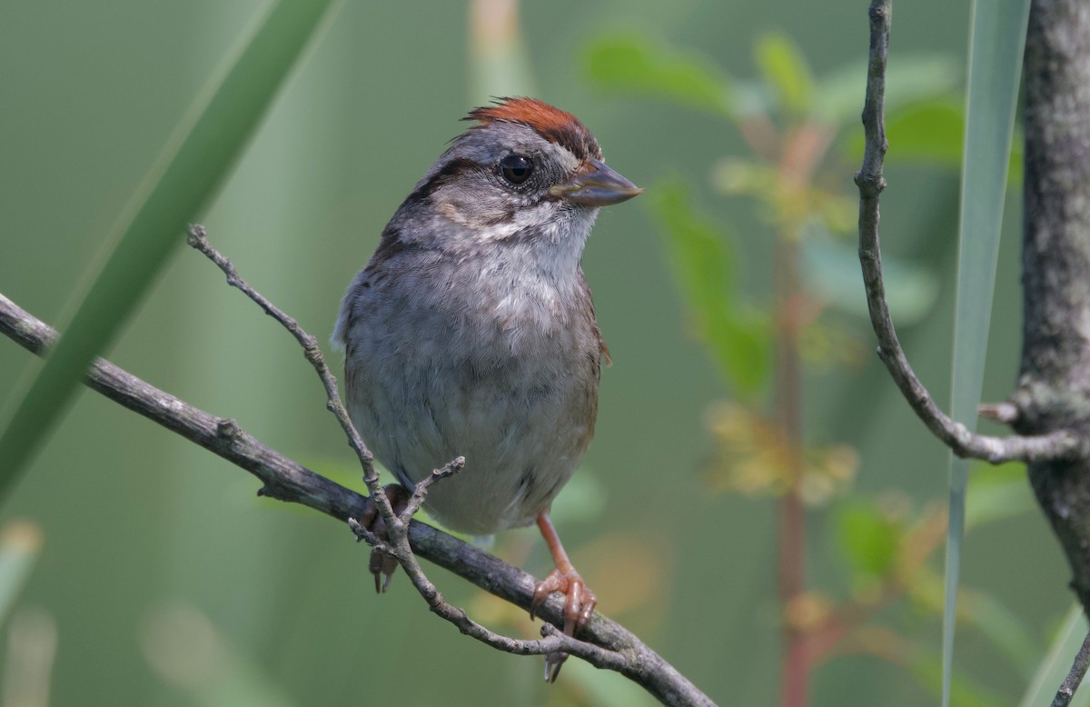 Swamp Sparrow - ML621152872