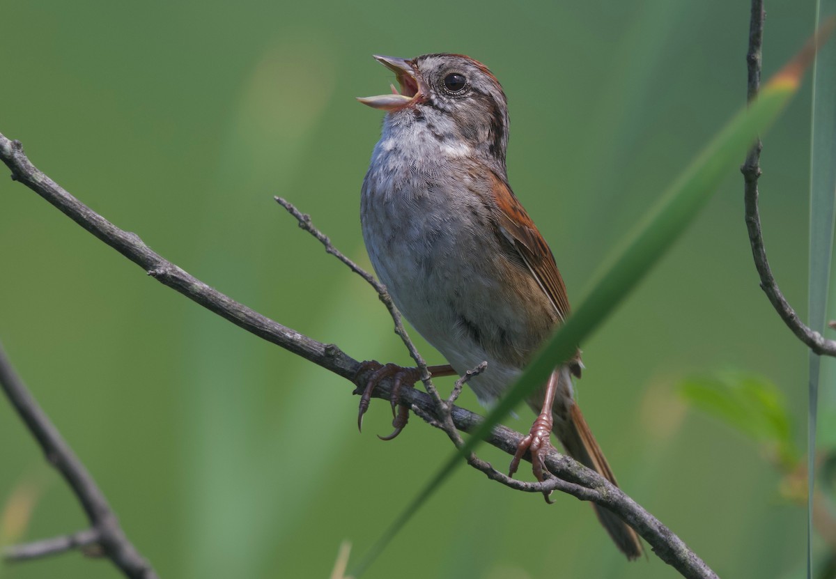 Swamp Sparrow - Ken Rosenberg
