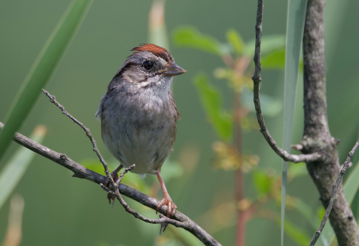 Swamp Sparrow - ML621152874