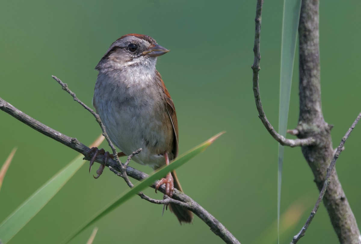 Swamp Sparrow - ML621152875