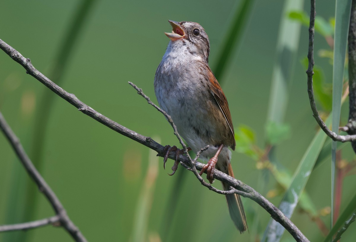 Swamp Sparrow - ML621152876