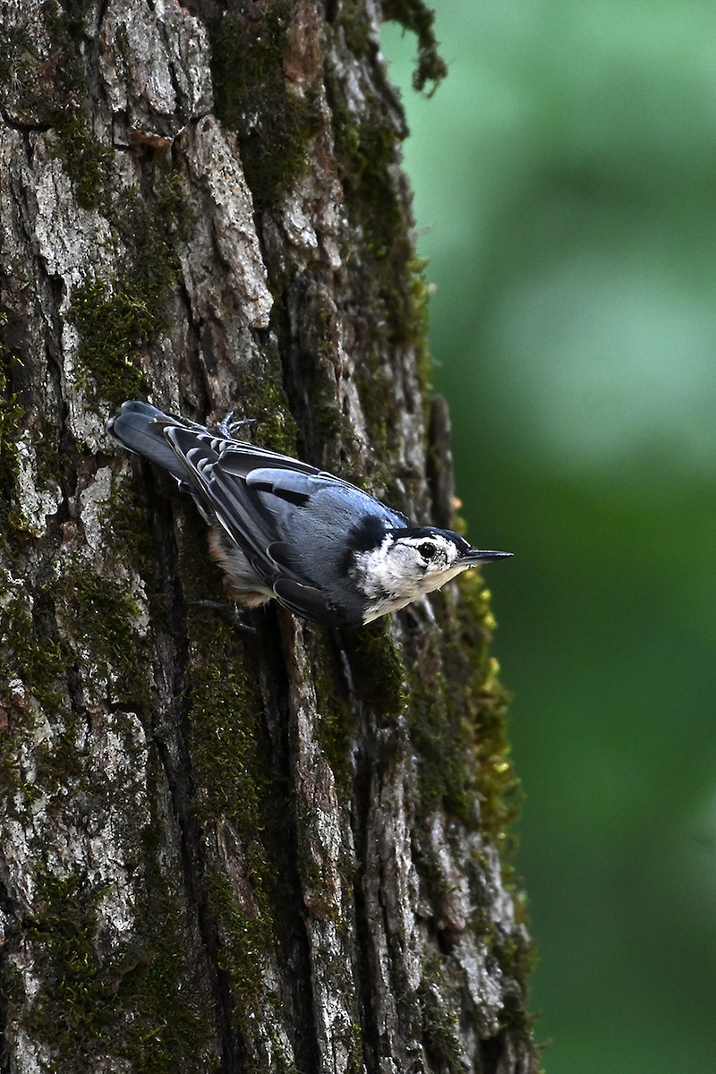 White-breasted Nuthatch - ML621152880