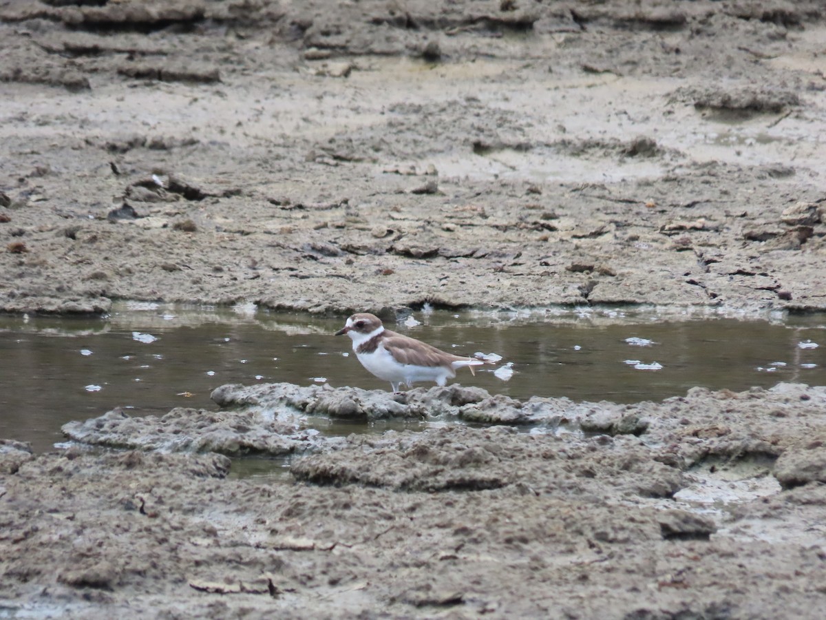 Semipalmated Plover - ML621152917