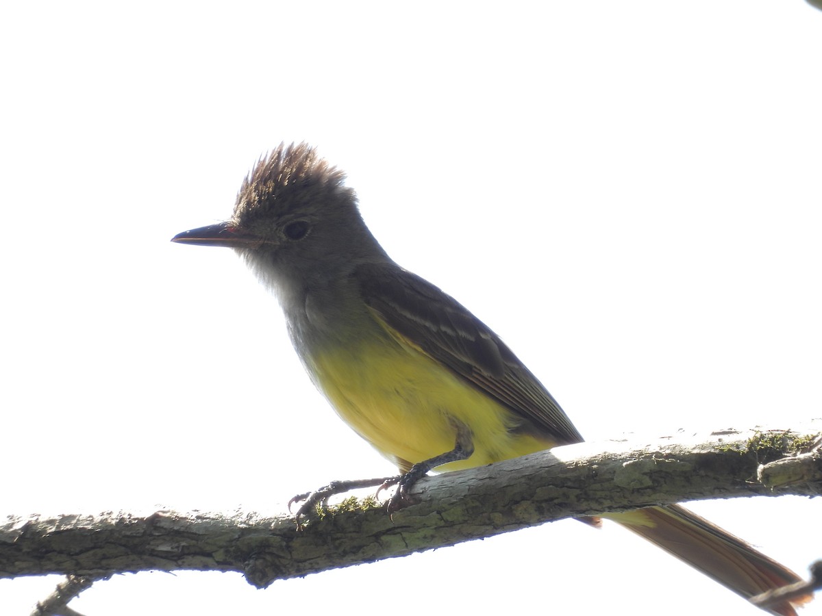 Great Crested Flycatcher - ML621152922
