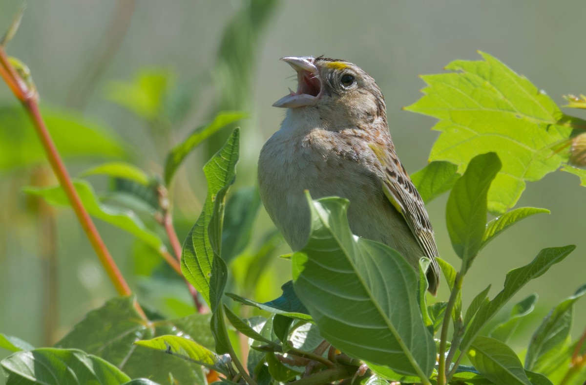 Grasshopper Sparrow - Ken Rosenberg