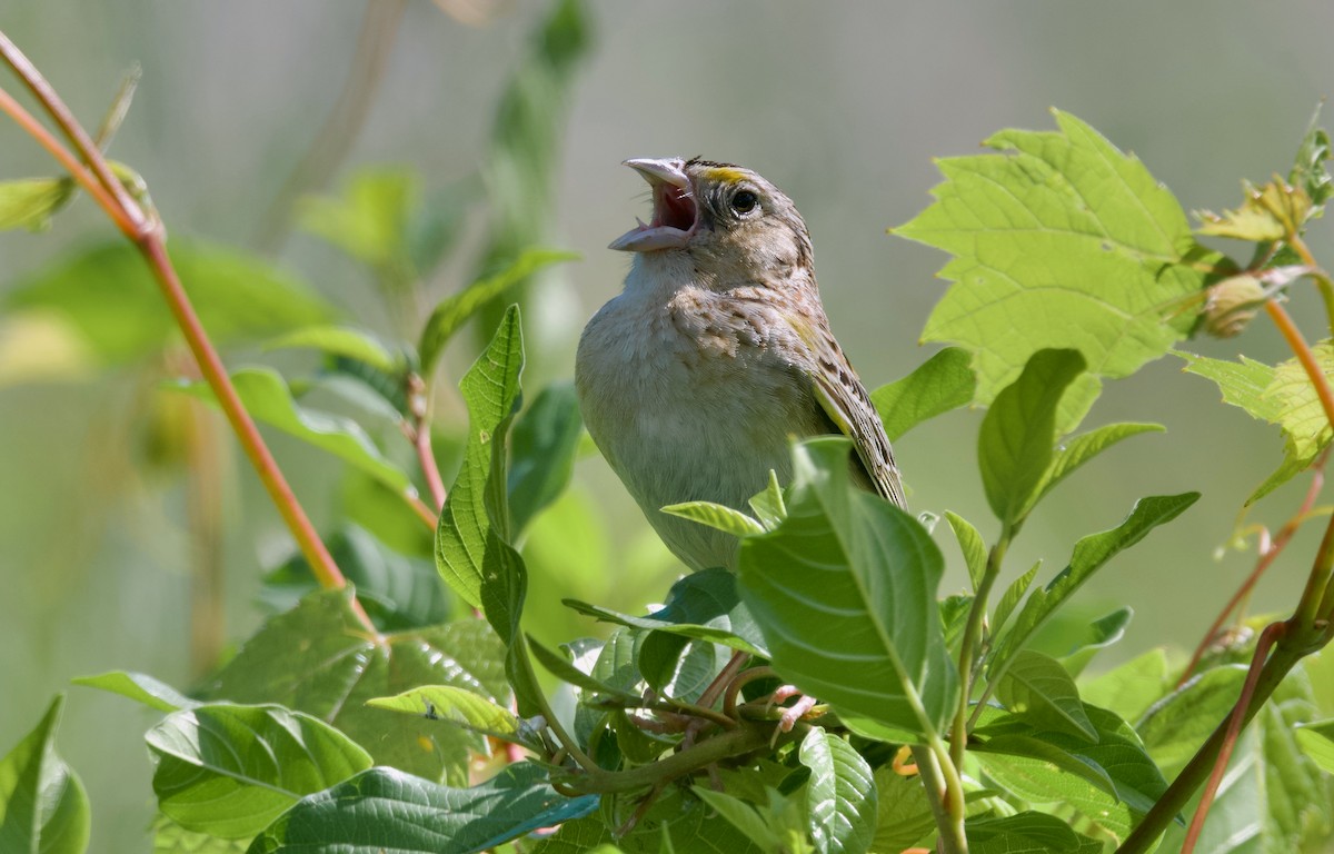 Grasshopper Sparrow - ML621152925