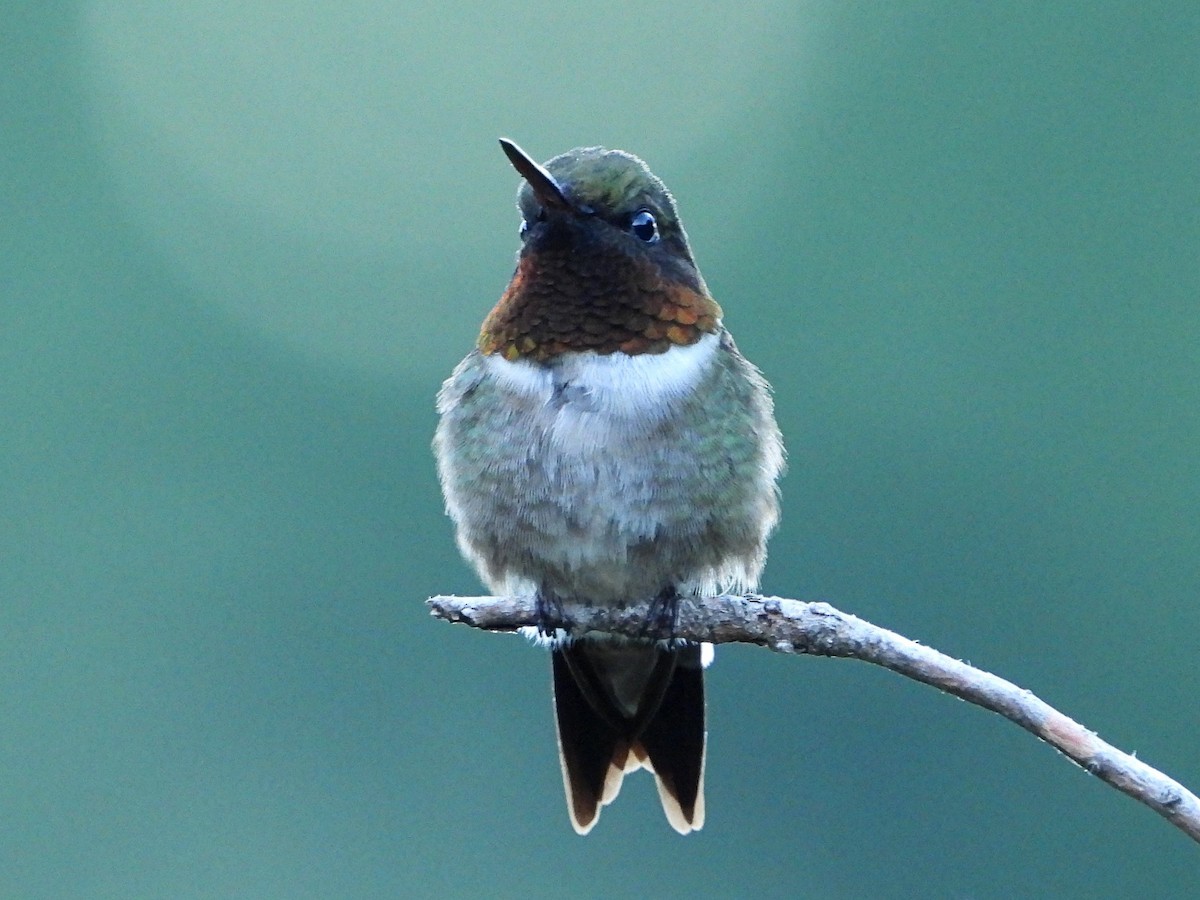 Ruby-throated Hummingbird - ML621152926