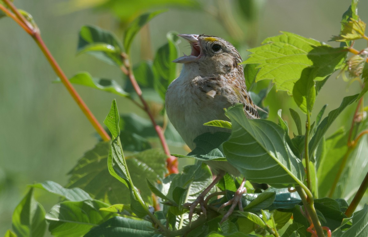 Grasshopper Sparrow - ML621152930