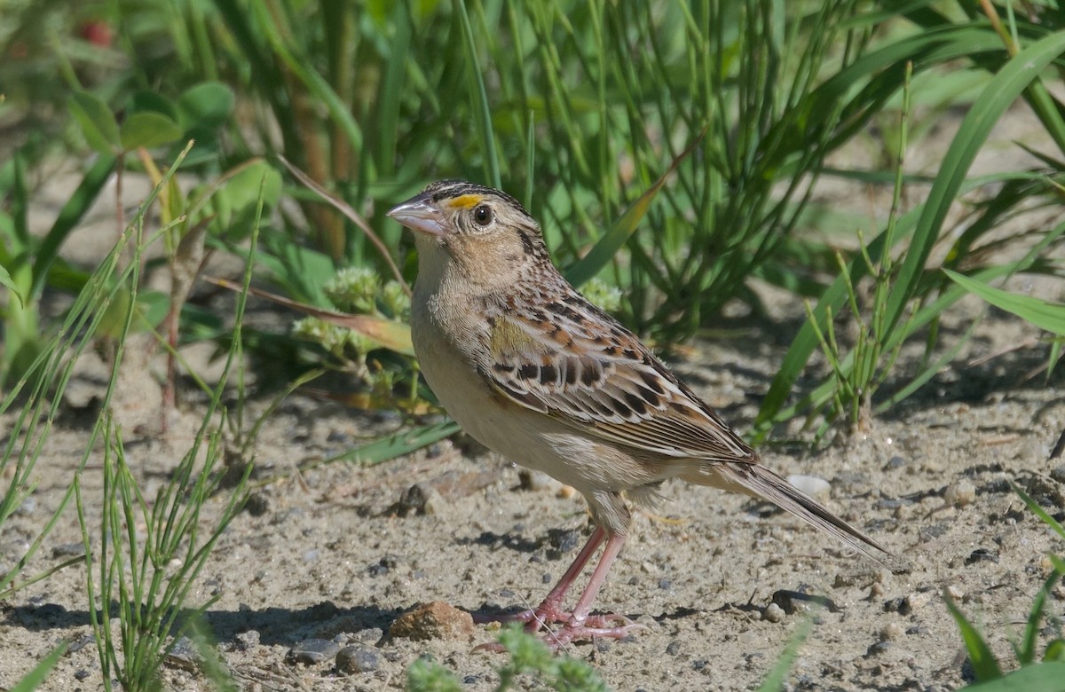 Grasshopper Sparrow - ML621152937