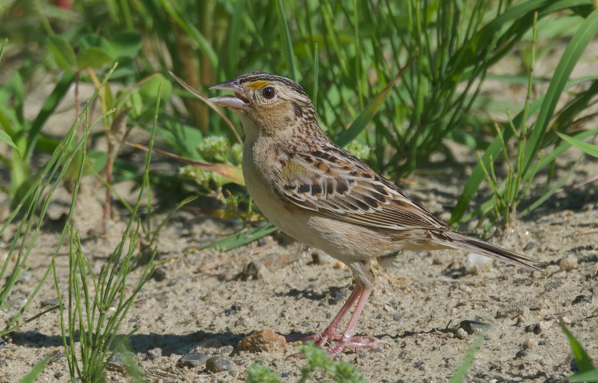 Grasshopper Sparrow - ML621152938