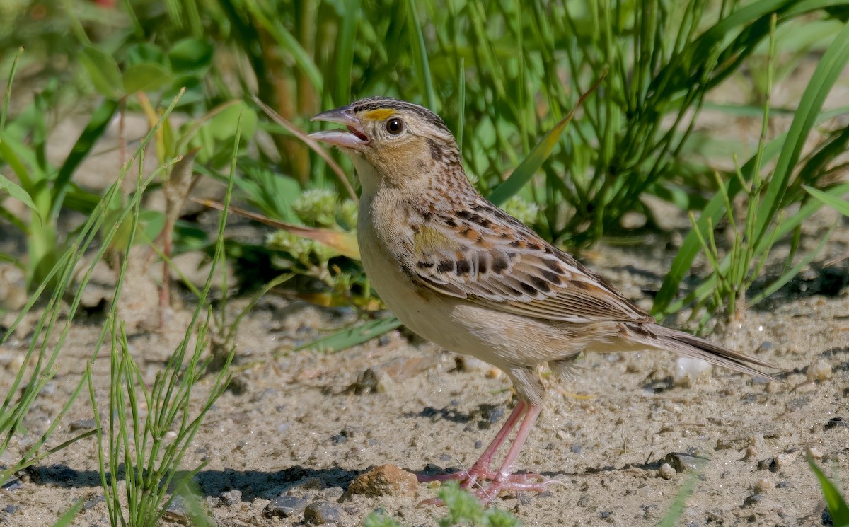 Grasshopper Sparrow - ML621152939