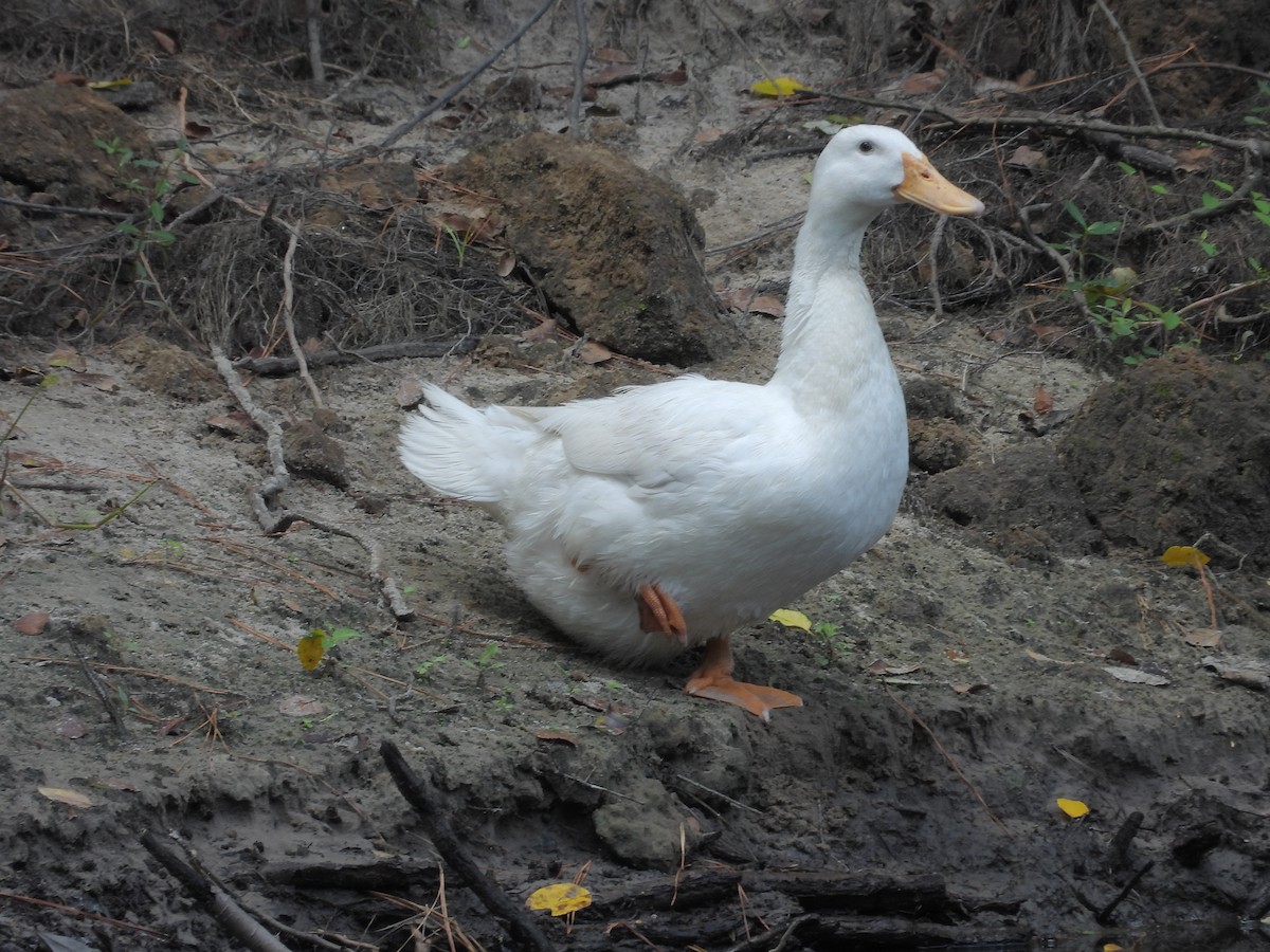 tanımsız ördek (Anatinae sp.) - ML621152946