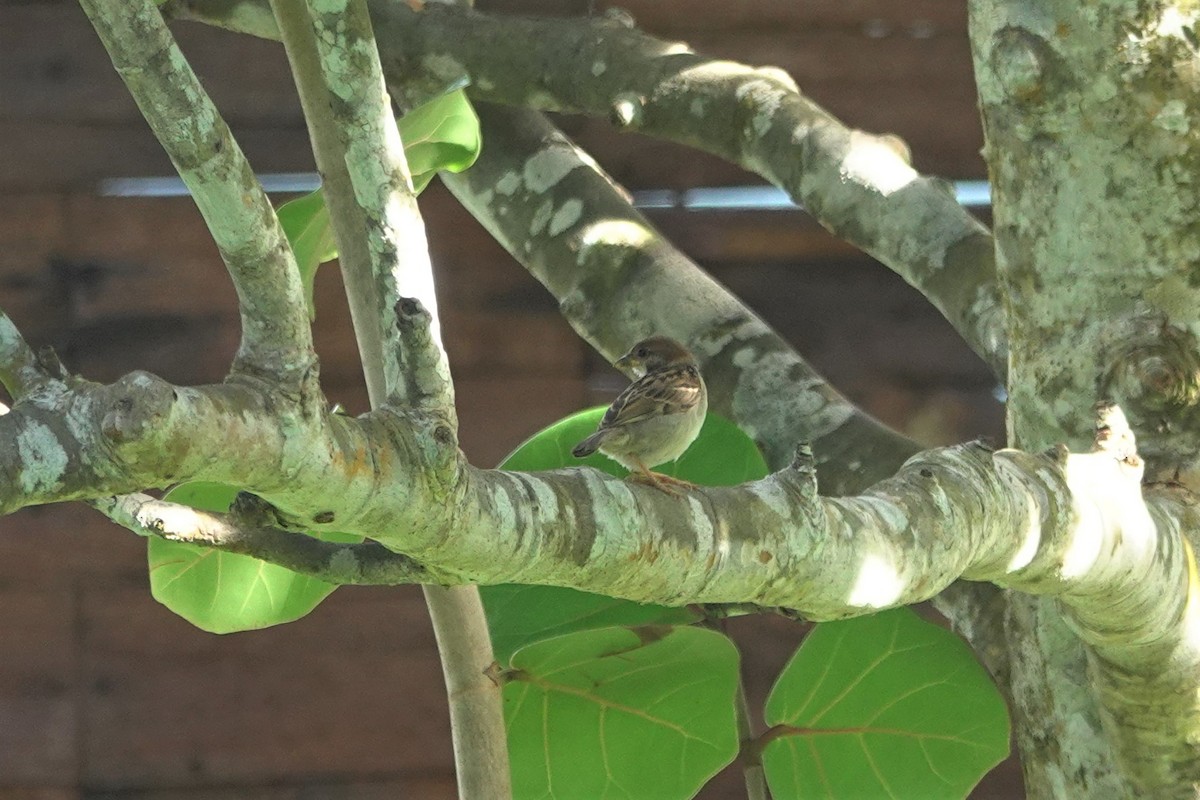 Eurasian Tree Sparrow - ML621152975