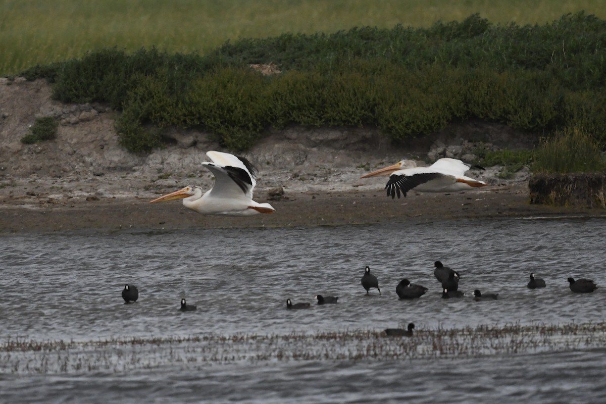 pelikán severoamerický - ML621152982