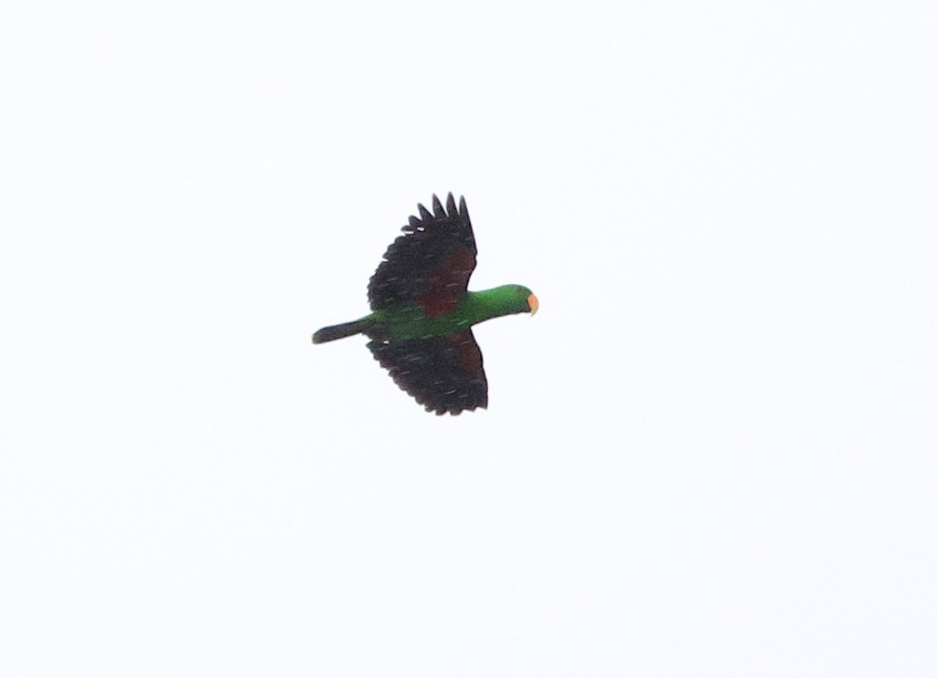 Papua Eklektus Papağanı - ML621153064