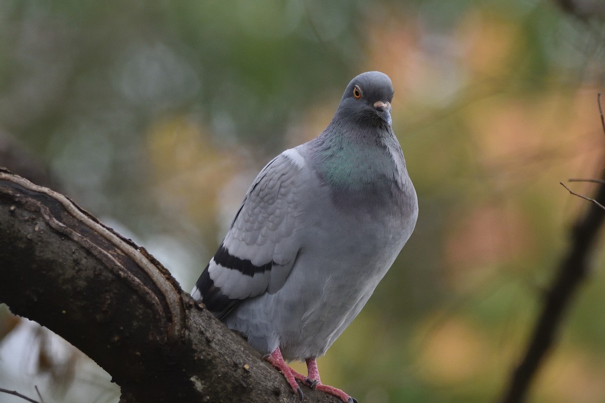 Rock Pigeon (Feral Pigeon) - ML621153105
