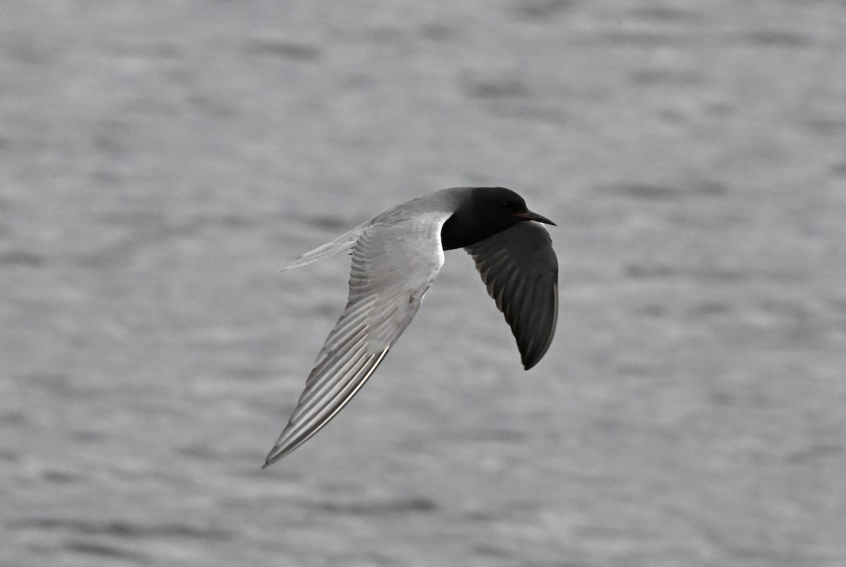 Black Tern - ML621153116