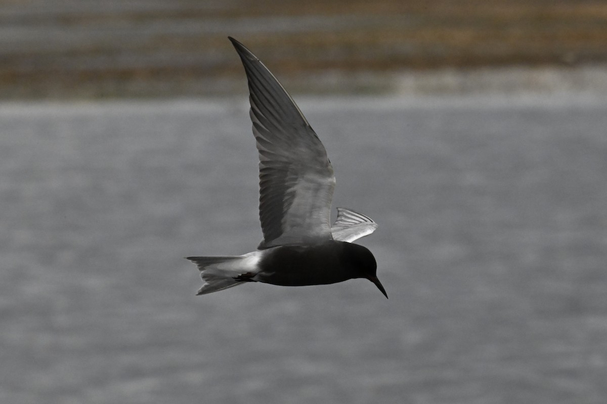 Black Tern - ML621153130