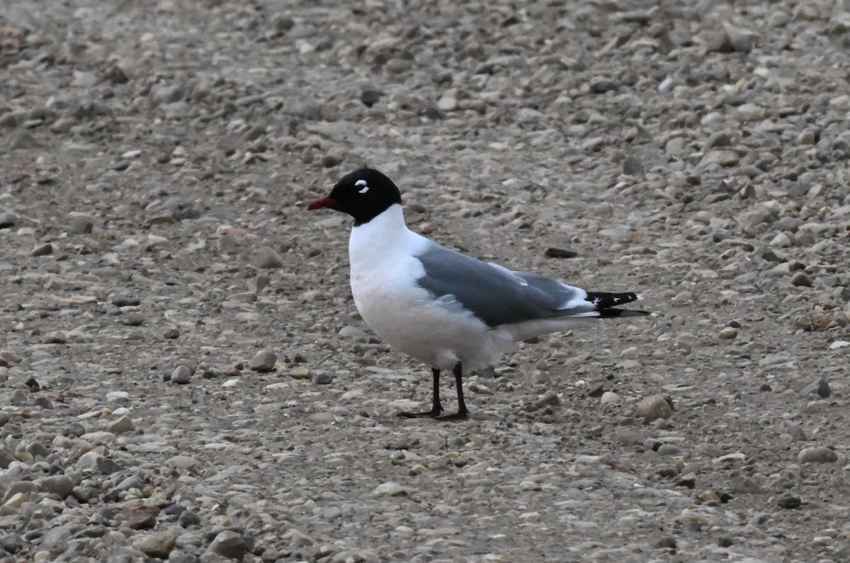 Franklin's Gull - ML621153136