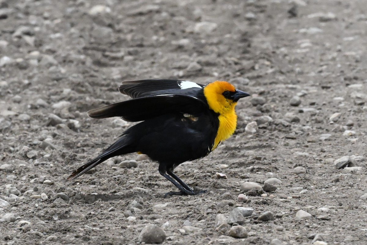 Yellow-headed Blackbird - ML621153141