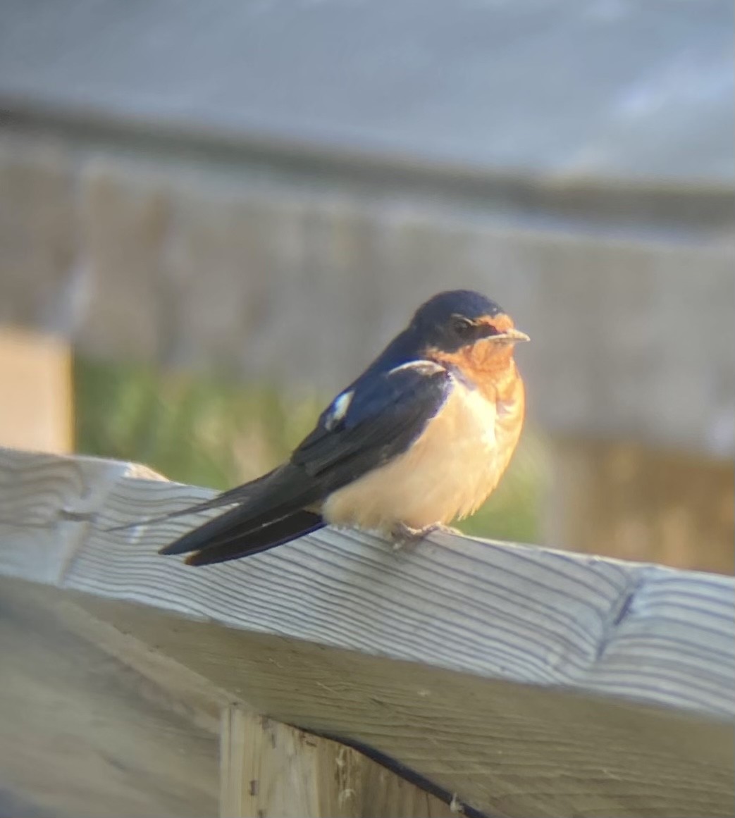 Barn Swallow (American) - ML621153147